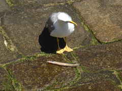Larus michahellis