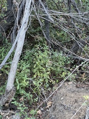 Symphyotrichum greatae