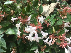 Abelia