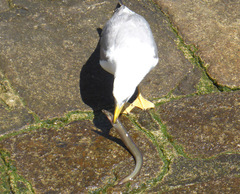 Larus michahellis