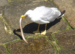Larus michahellis
