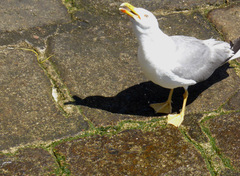 Larus michahellis