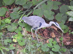 Ardea cinerea