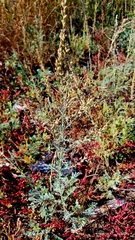 Artemisia nitrosa
