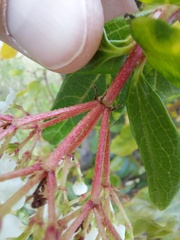 Viburnum
