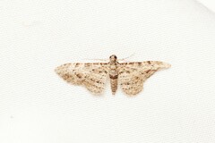 Sigilliclystis insigillata