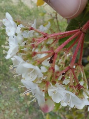 Viburnum