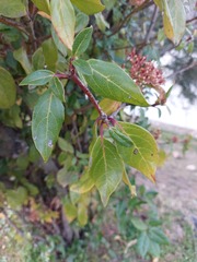 Viburnum