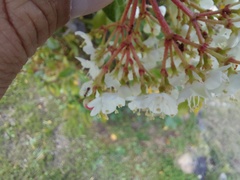 Viburnum
