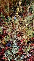 Artemisia nitrosa