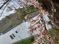 Tamarix