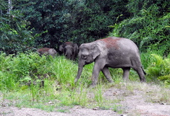 Elephas maximus borneensis