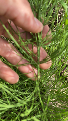 Equisetum arvense