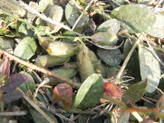 Crotalarieae