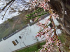 Tamarix