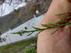 Tamarix