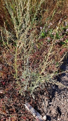 Artemisia nitrosa