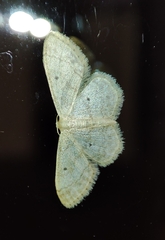 Idaea biselata