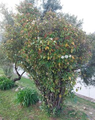 Viburnum