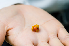 Celastrus paniculatus