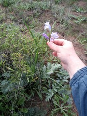Gladiolus carinatus
