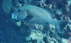 Plectorhinchus chaetodonoides