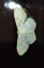 Idaea biselata