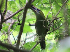 Aulacorhynchus sulcatus