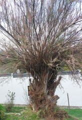Tamarix