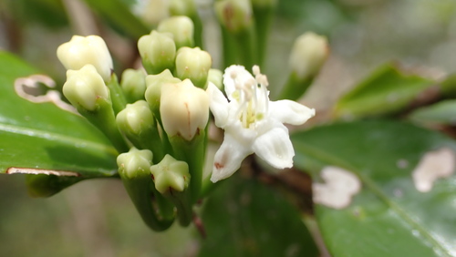 Erythroxylum lanceum image