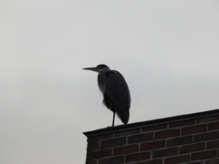 Ardea cinerea