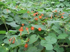 Ipomoea coccinea