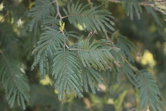 Acacia mearnsii