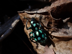 Pachyrhynchus tobafolius