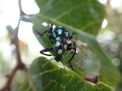 Pachyrhynchus tobafolius