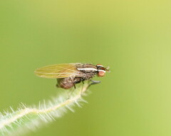 Poecilohetaerus aquilus
