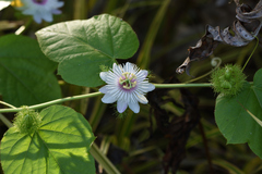 Passiflora foetida