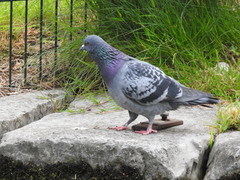Columba livia domestica