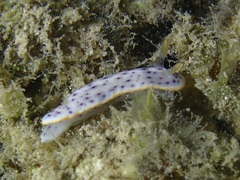 Chromodoris aspersa