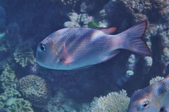 Monotaxis grandoculis