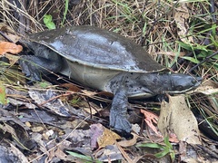 Emydura macquarii