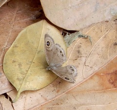 Ypthima baldus