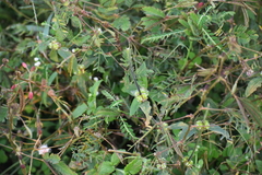 Heliotropium angiospermum