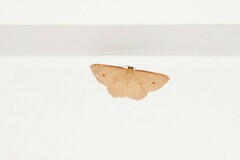 Epicyme rubropunctaria