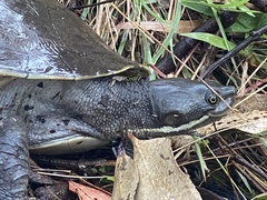 Emydura macquarii