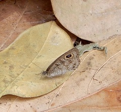 Ypthima baldus