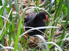 Gallinula chloropus