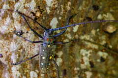 Batocera rubus