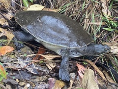 Emydura macquarii