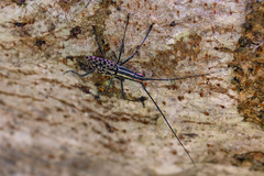 Macrochenus isabellinus